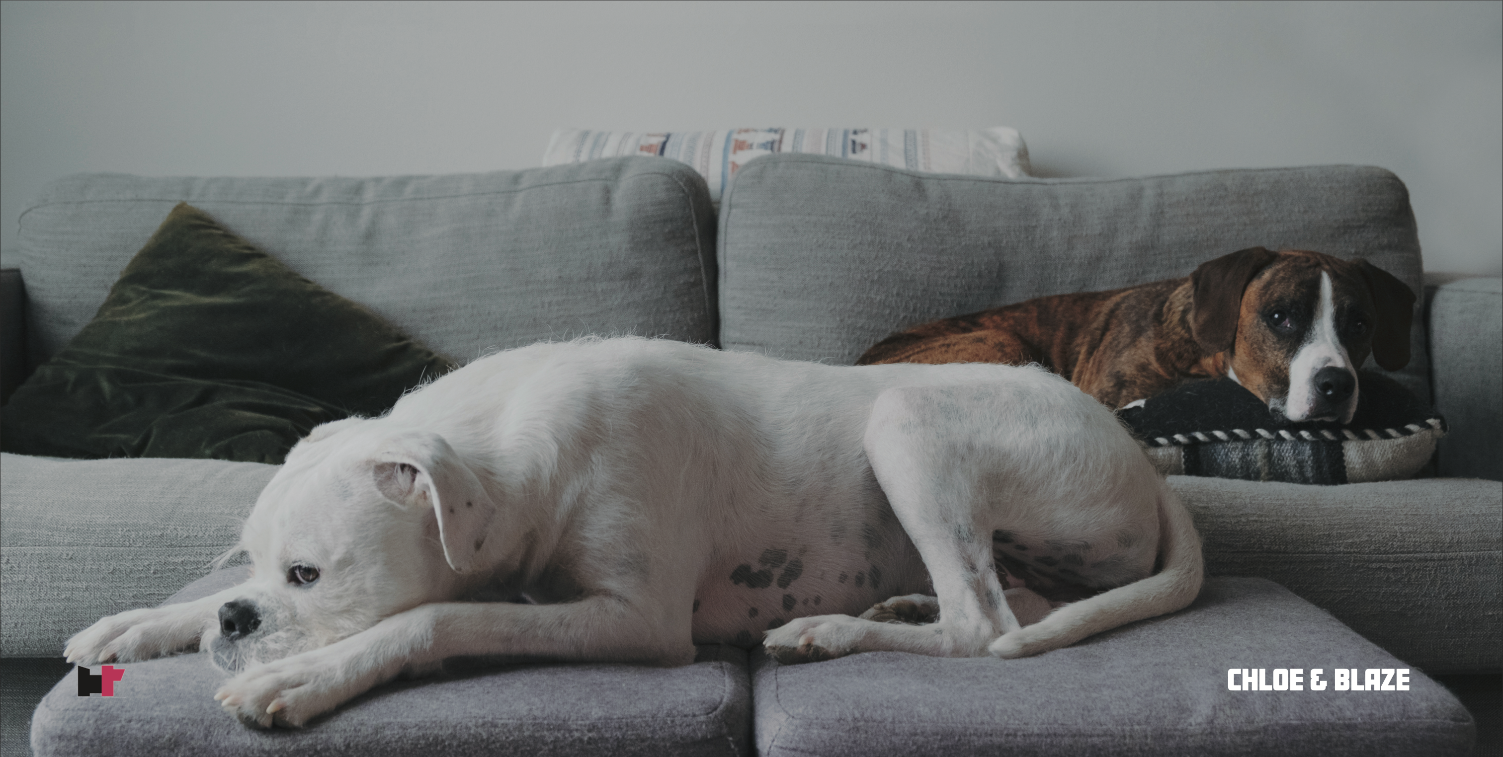 A cute dog, official mascot for fashionable.dog.